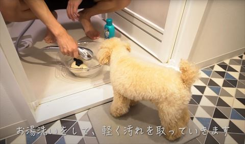 シャワーで濡らされるぬいぐるみをみるワンコ
