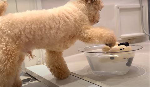 前足で浮いてるぬいぐるみをさわる