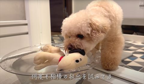浮いてるぬいぐるみをくわえようとするワンコ