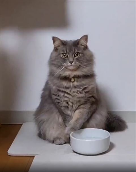 前足を丸めてカメラ目線猫ちゃん