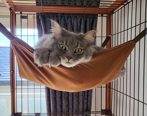 ハンモック猫ちゃん