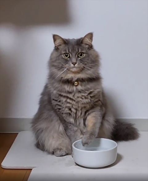 水に手を入れようとする猫ちゃん