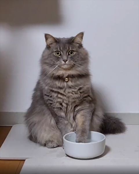 水に前足つける猫ちゃん