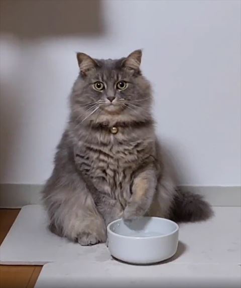 前足を引く猫ちゃん