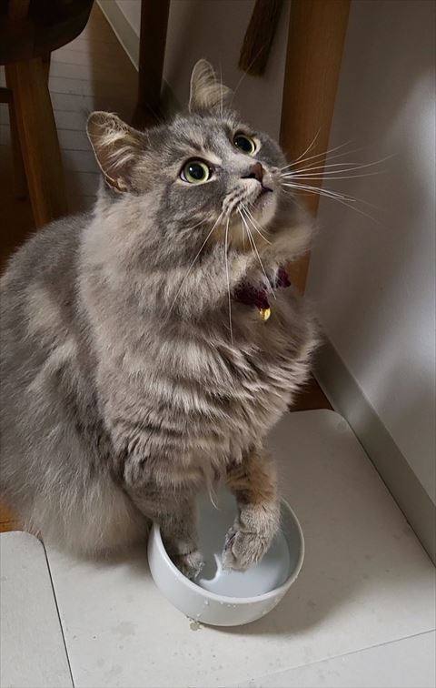 両前足を水にいれる猫ちゃん