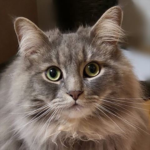 アップの猫ちゃん