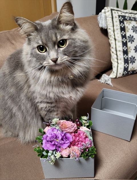 お花と猫ちゃん