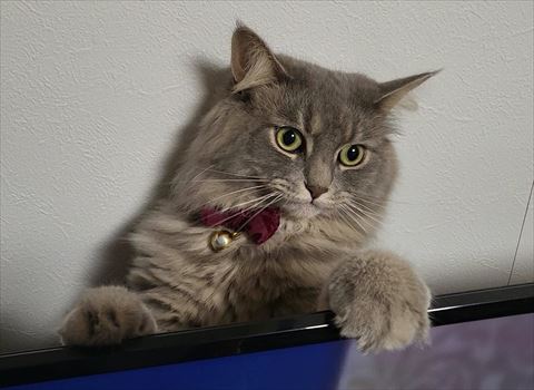 テレビ裏猫ちゃん