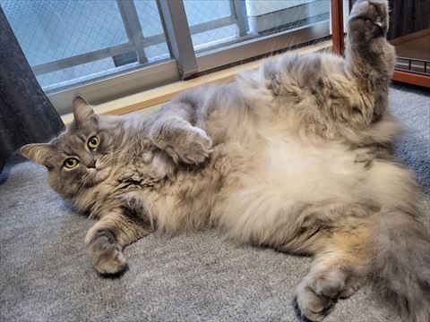 お腹見せてる猫ちゃん