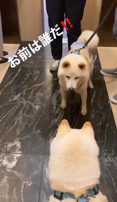 お前は誰だテロップ