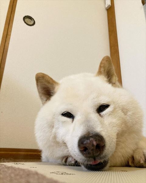 畳の上でにんまり