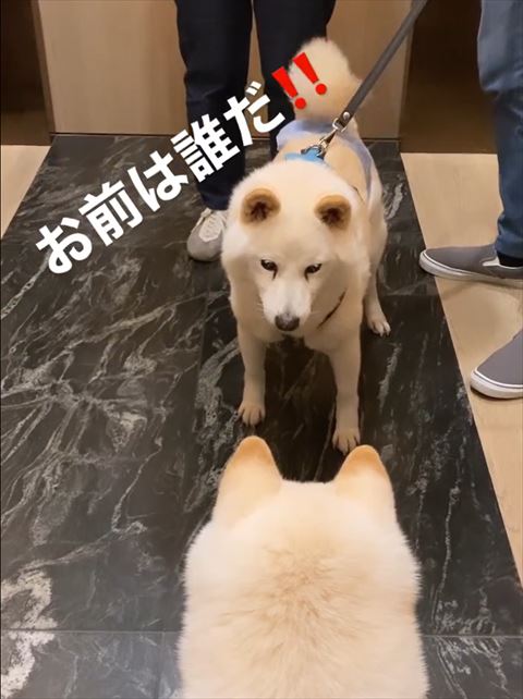 ワンコの画像トリミング