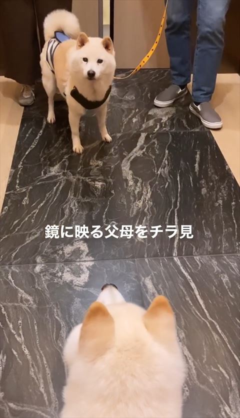 父母をチラ見テロップ