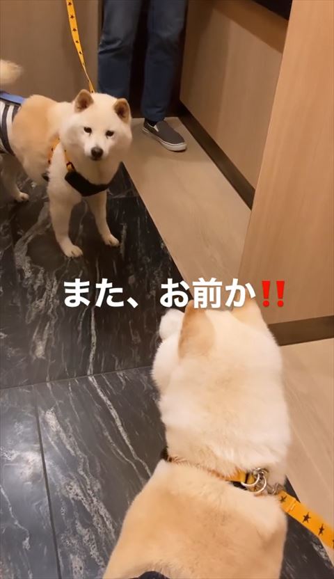 またお前かテロップ