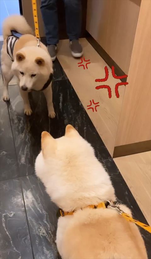 怒りマークテロップ