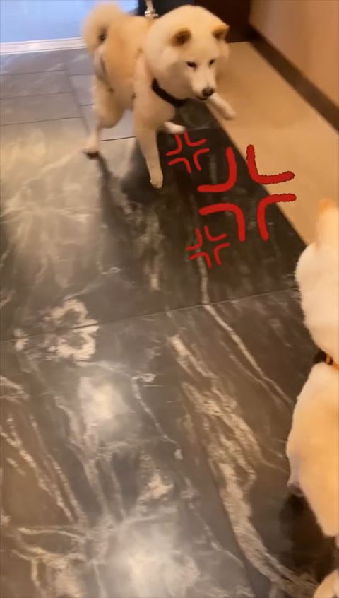 鏡に飛び掛かろうとするワンコ