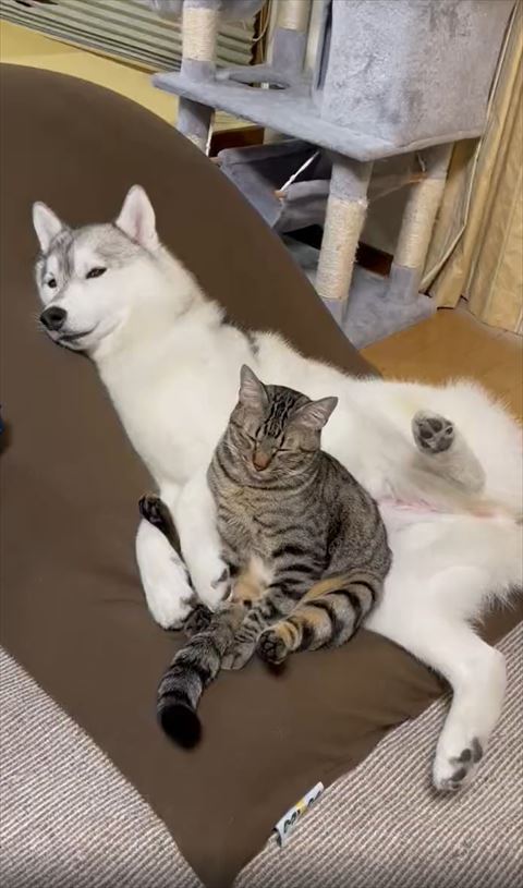 寝るワンコとおじさん座りで目をつむる猫ちゃん