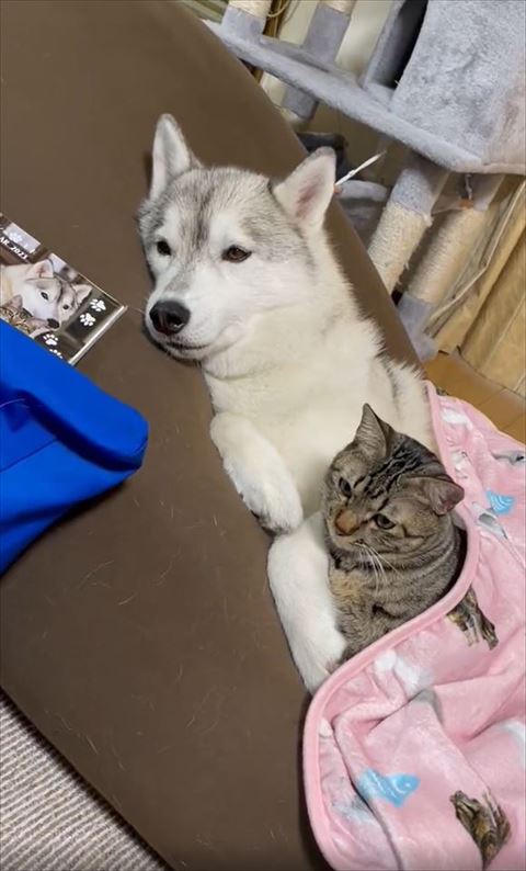 布団かけてもらう2匹