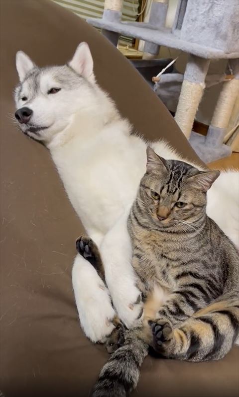 寝るワンコとおじさん座りで目つきがかっこいい猫ちゃん