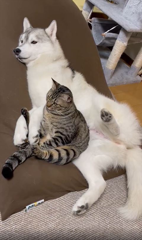 足開いて寝るワンコとおじさん座りで目をあけてる猫ちゃん横から