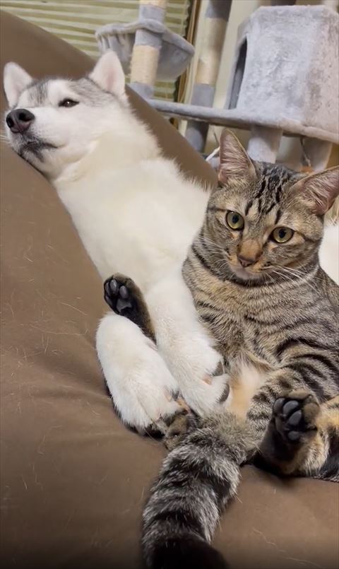 よぎぼーにすわる猫ちゃんアップと後ろで寝るワンコ