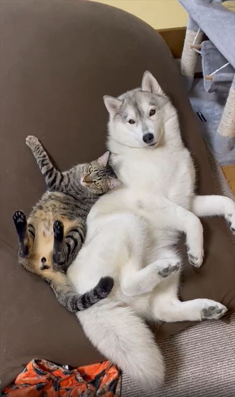 左右対称な犬猫