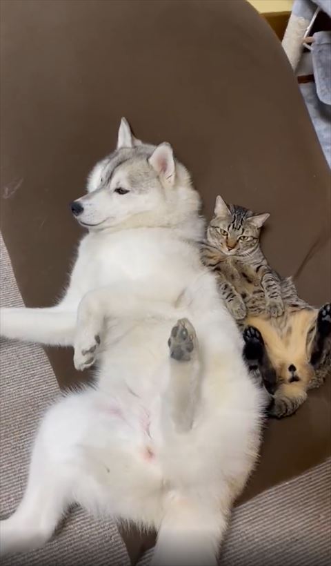 ヨギボーの上であおむけの2匹