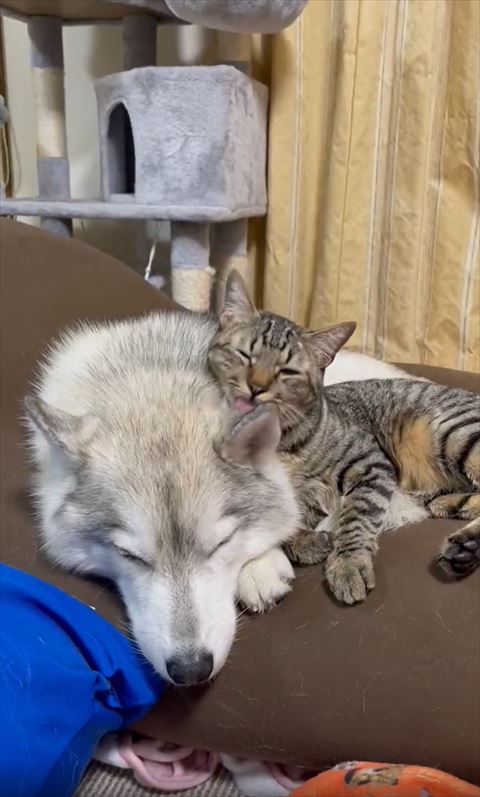 ワンコなめる猫ちゃん