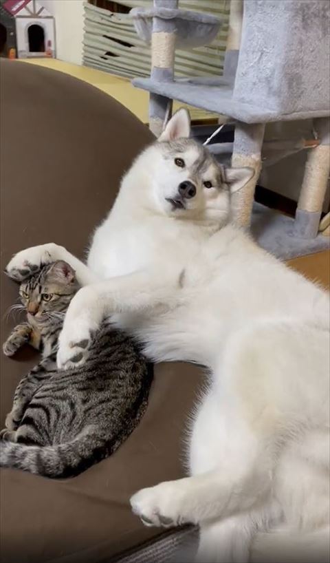 猫ちゃんの頭に前足のせるワンコ