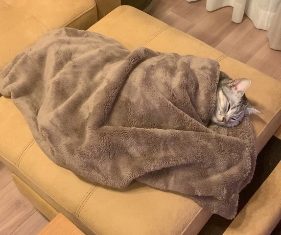 包まれる猫