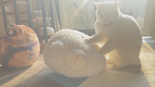 モミモミミルコくん