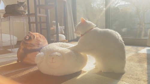 モミモミミルコくん