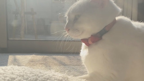 モミモミミルコくん