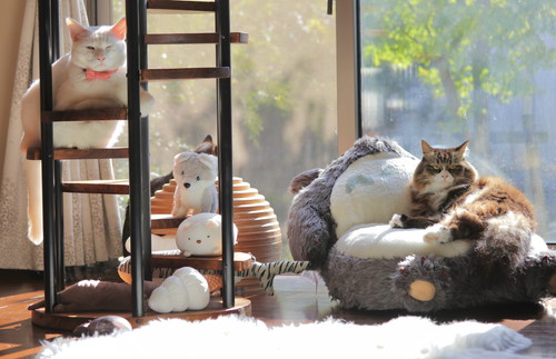猫ちゃんたち