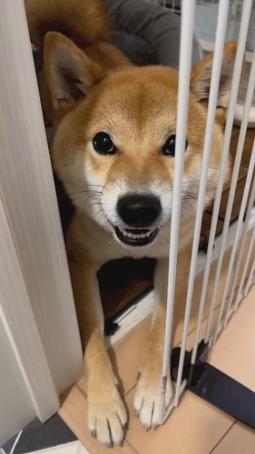 猫ちゃんみたいに鳴くはじめくん