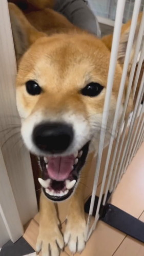 猫ちゃんみたいに鳴くはじめくん