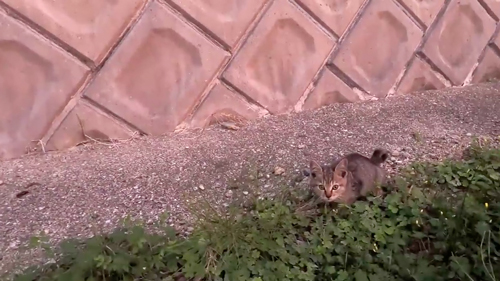 ひとりぼっちの捨てられた子猫を保護