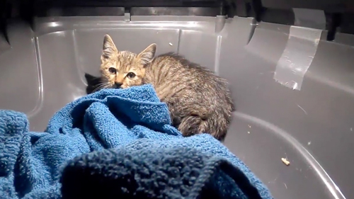 ひとりぼっちの捨てられた子猫を保護