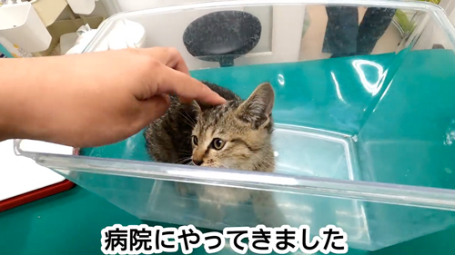 ひとりぼっちの捨てられた子猫を保護
