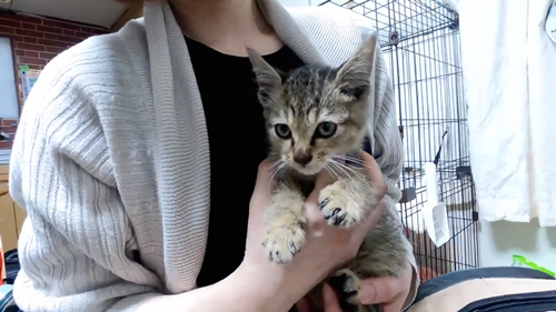 ひとりぼっちの捨てられた子猫を保護