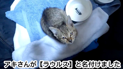 ひとりぼっちの捨てられた子猫を保護