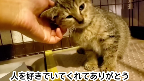 ひとりぼっちの捨てられた子猫を保護
