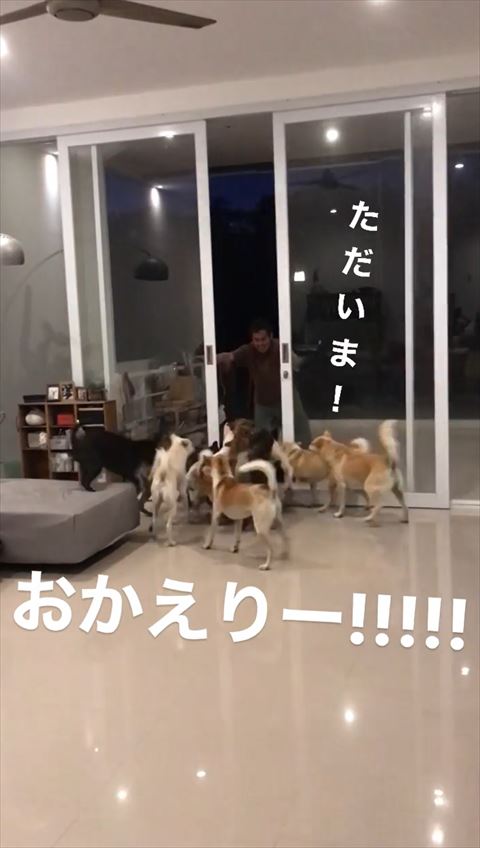 保護犬たちのおかえり