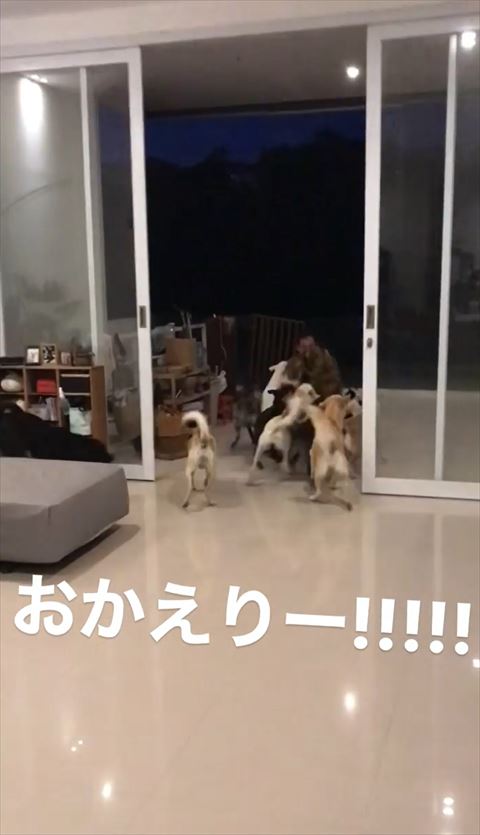 ワンコに囲まれるパパさん遠く