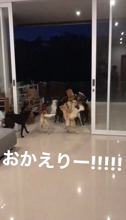 ワンコたちの山遠く