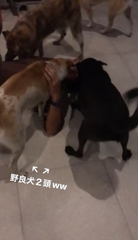 野良犬2匹テロップ