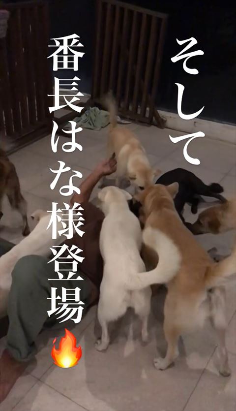 奥のクリーム色ワンコパパさんの顔に