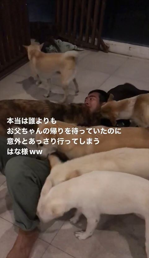 奥のクリーム色ワンコ後ろ向く