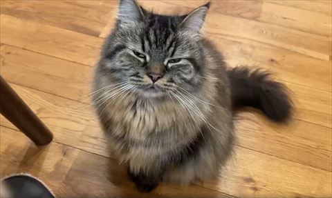 電池が切れた猫