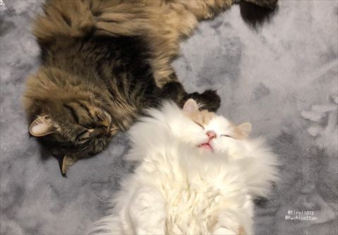 寝てる猫ちゃん2匹